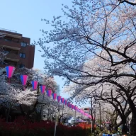 第54回文京さくらまつり