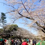 上野公園の桜（イメージ）