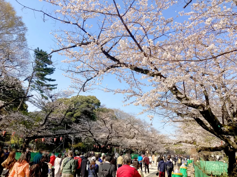 上野公園の桜（イメージ）