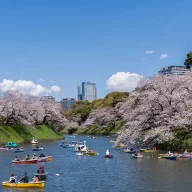 千代田のさくらまつり