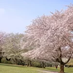 ねりま光が丘 Cherry-Blossom Festa2026