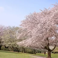 ねりま光が丘 Cherry-Blossom Festa2026