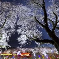 第72回小金井桜まつり