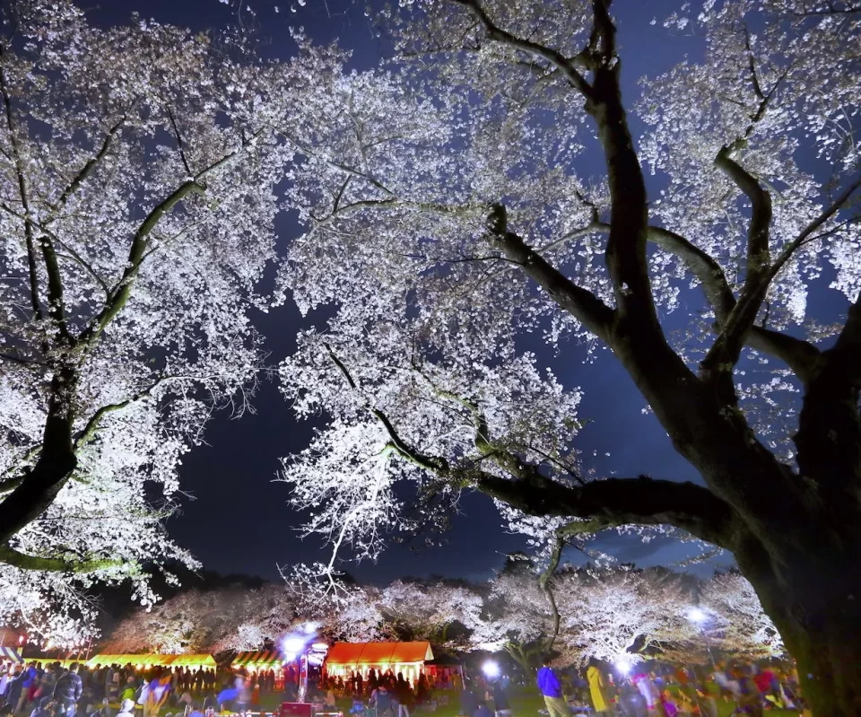 第72回小金井桜まつり