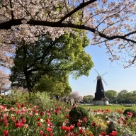 舟渡桜まつり（イメージ）