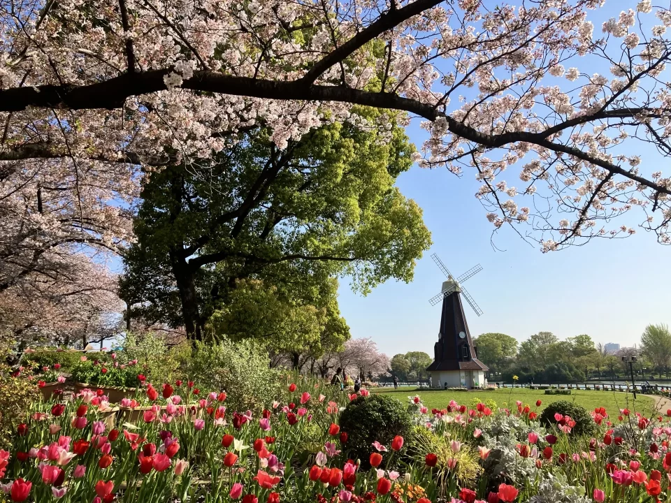 舟渡桜まつり（イメージ）