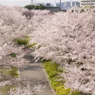 小松川千本桜まつり