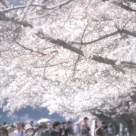 はむら花と水のまつり2026 前期さくらまつり