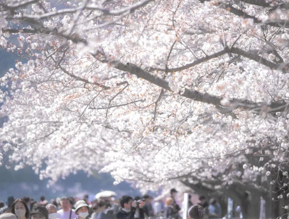 はむら花と水のまつり2026 前期さくらまつり